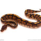 ball python for sale