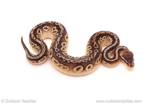 ball python for sale