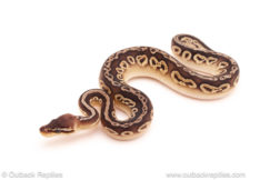 ball python for sale
