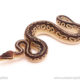 ball python for sale