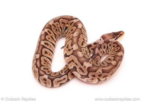 ball python for sale