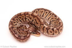 ball python for sale