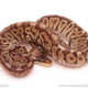 ball python for sale