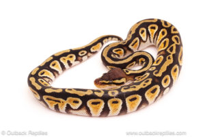 ball python for sale
