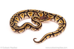 ball python for sale