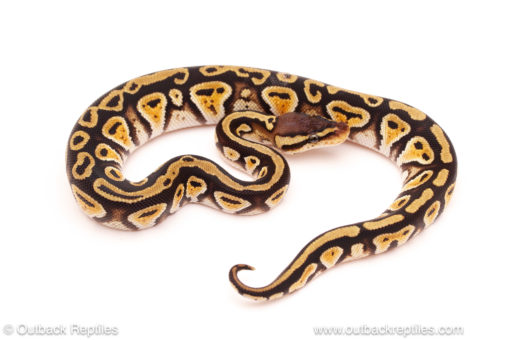 ball python for sale