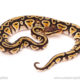 ball python for sale