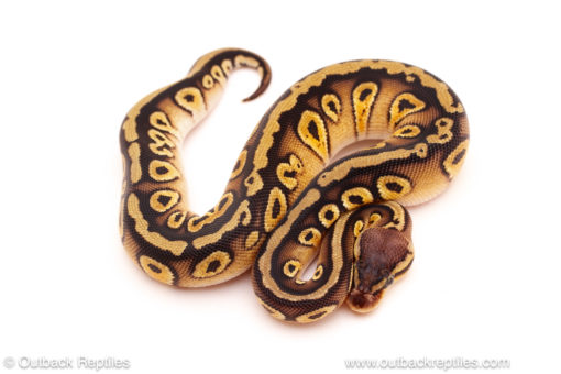 ball python for sale