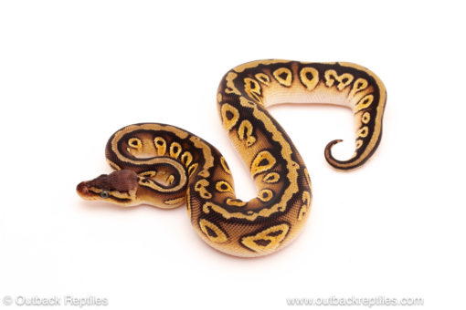 ball python for sale