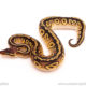 ball python for sale
