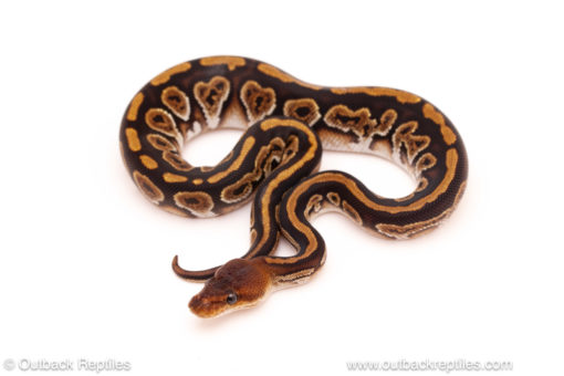 ball python for sale