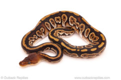 ball python for sale