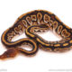 ball python for sale
