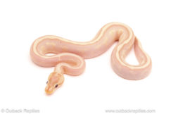 ball python for sale