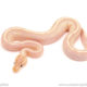 ball python for sale