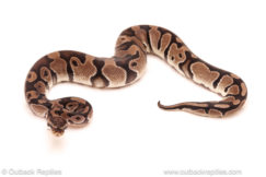 ball python for sale