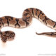 ball python for sale