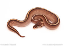 ball python for sale