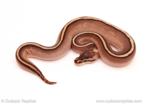 ball python for sale