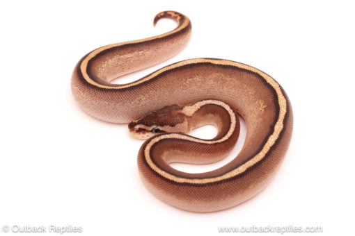 ball python for sale