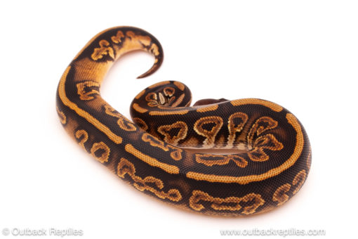 ball python for sale
