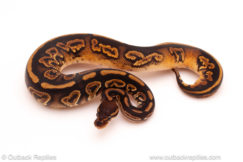 ball python for sale