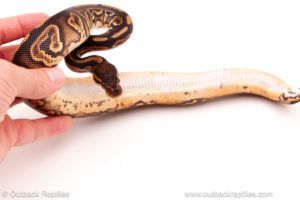 ball python for sale