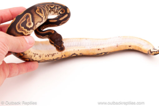 ball python for sale