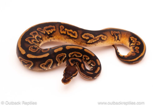 ball python for sale
