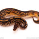 ball python for sale