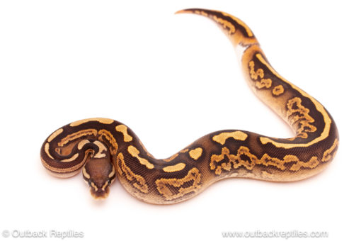 ball python for sale