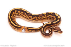 ball python for sale