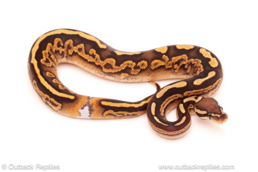 ball python for sale