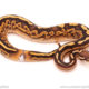 ball python for sale