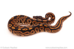 ball python for sale