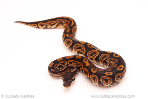 ball python for sale
