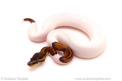 ball python for sale