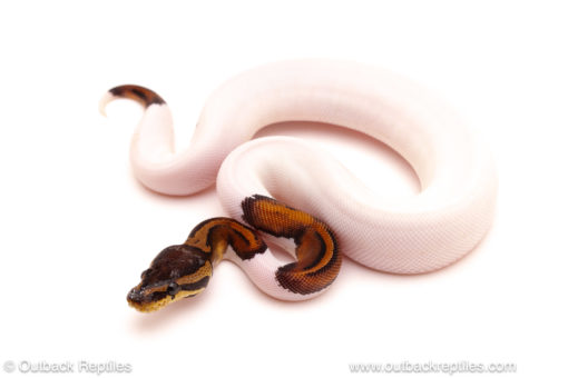 ball python for sale