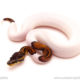 ball python for sale