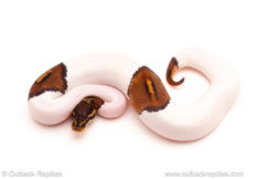 ball python for sale