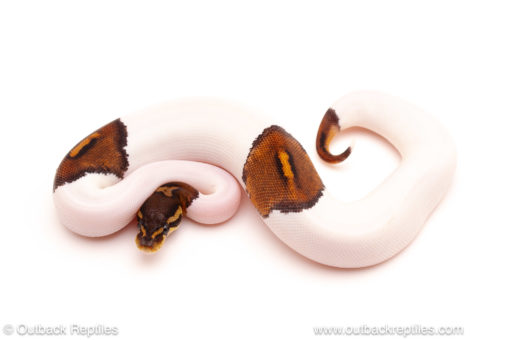ball python for sale