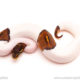 ball python for sale