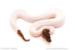ball python for sale