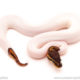 ball python for sale