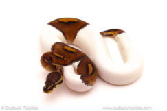 ball python for sale