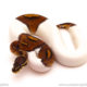 ball python for sale