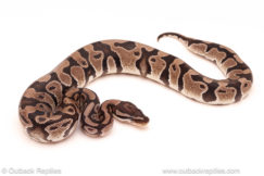 ball python for sale