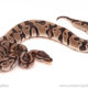 ball python for sale