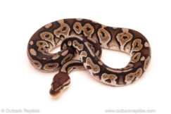 ball python for sale