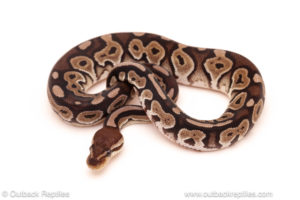 ball python for sale